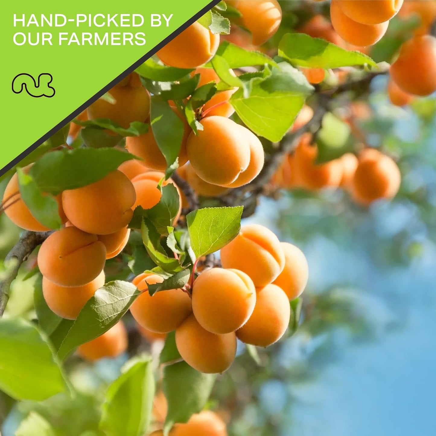 NUT CRAVINGS - Sun Dried Turkish Apricots, No Sugar Added (80oz, 5 LB, Bulk) Bulk Dry Fruits Packed Fresh in Resealable Bag - Sweet Healthy Snack, Naturally Grown, Vegan, Kosher