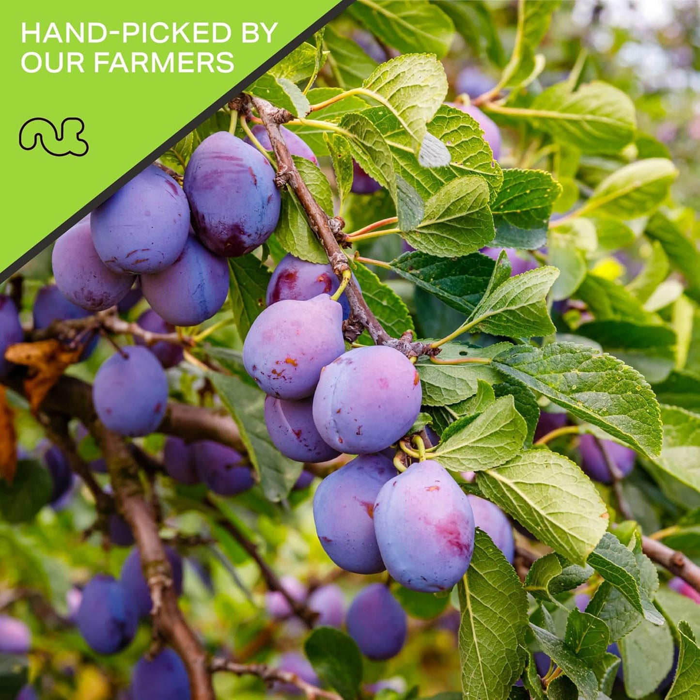 NUT CRAVINGS - Dried Prunes Pitted Unsweetened, Dry Plums No Sugar Added (8oz, 1 Pack) Bulk Dry Fruits Packed Fresh in Resealable Bag - Sweet Healthy Snack, Naturally Grown, Vegan, Kosher